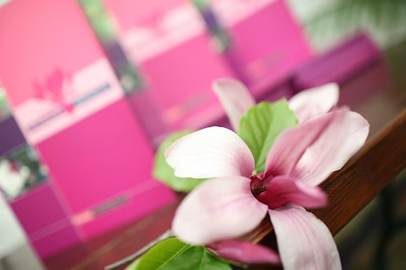 zdjęcie różowego kwiatu magnolii